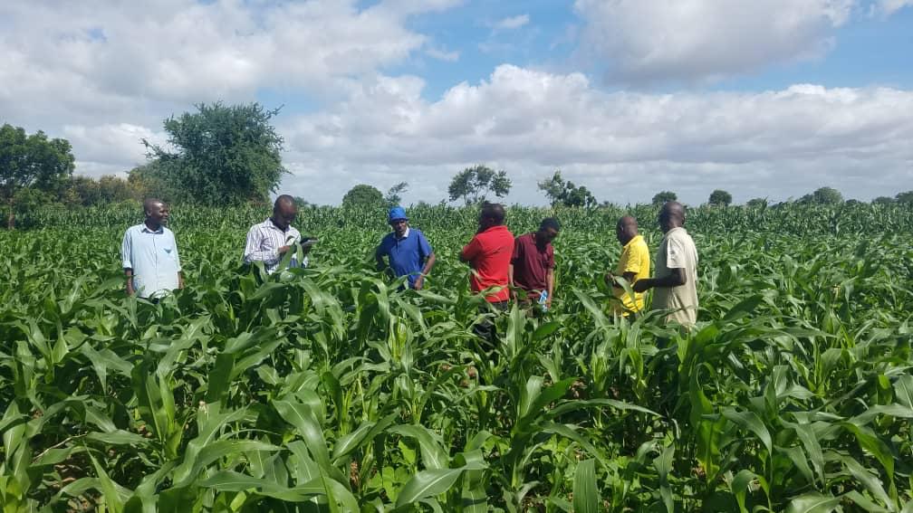 PROSPER: Building Agricultural Resilience in Malawi - GOAL Global